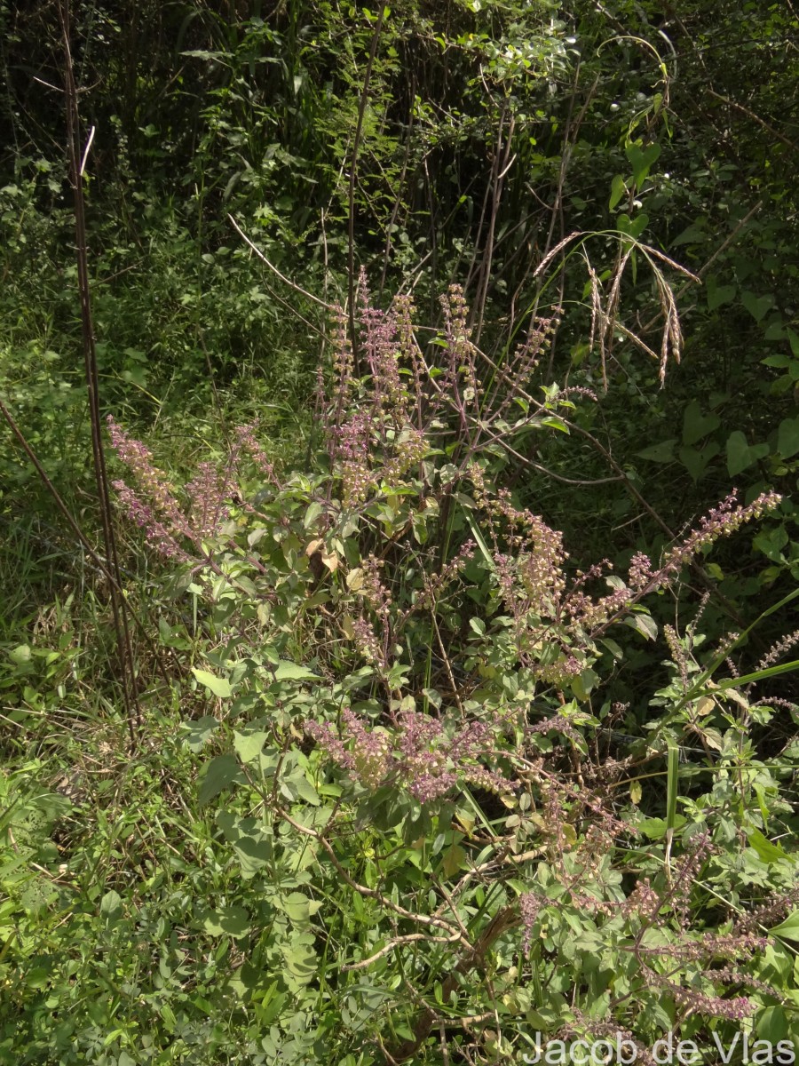 Ocimum tenuiflorum L.